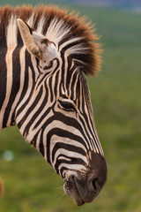 Zebra in the Addo Elephant National Park