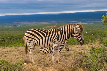 Fototapeta na wymiar Zebra in the Addo Elephant National Park