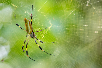 Golden silk orb-weaver
