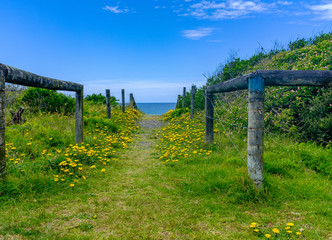 Horizontal view of scenic path down to an Australian beach lined by rustic posts and yellow wild flowers, NSW, Australia