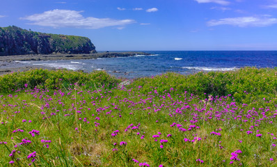 View across wild flowers on a section of the Kiama to Gerringong Coastal Walk excellent for native...