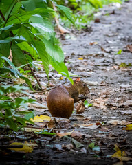 Central American agouti