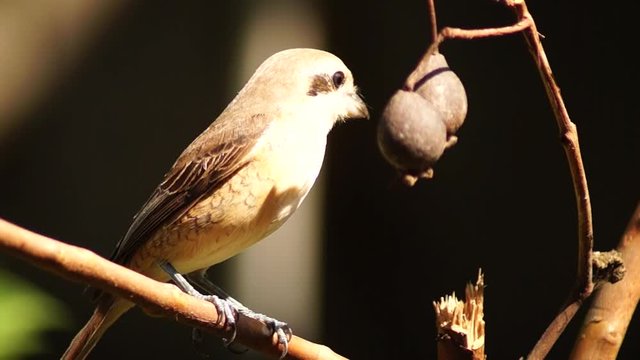 Pirok Pirok bird perch on Twig. close up
