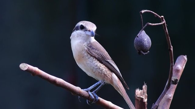 Pirok Pirok bird perch on Twig. close up