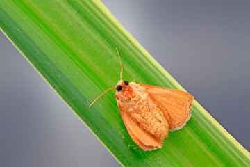 moth on green leaf in the wild