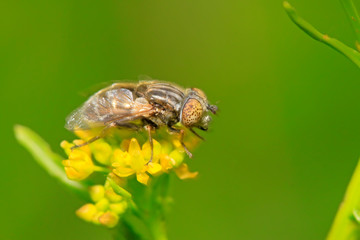 syrphidae