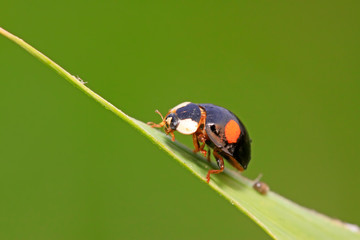 Ladybug