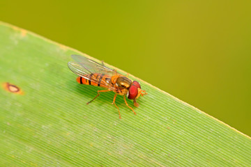 syrphidae insects rest on plant leaf