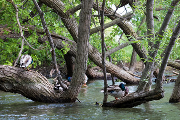 Fototapeta premium Ducks in tree branches. 