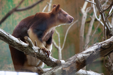 Tree Kangaroo