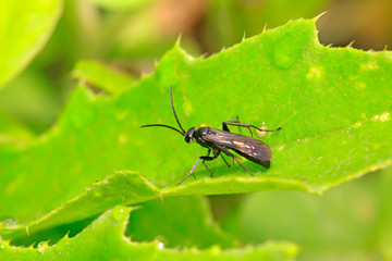 Black insects rest on plant leaf
