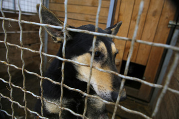 Abandoned dog in the kennel,homeless dog behind bars in an animal shelter.Sad looking dog behind the fence looking out through the wire of his cage.