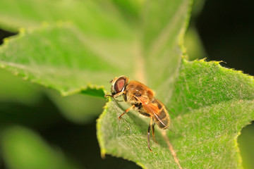 syrphidae insects