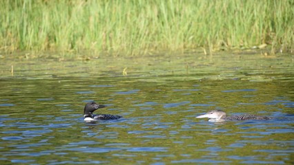 Loons swimming in the water