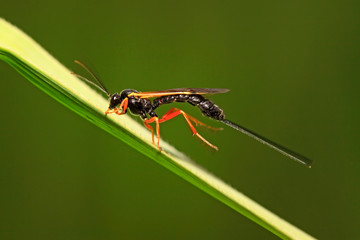 ichneumon wasp on green leaf in the wild