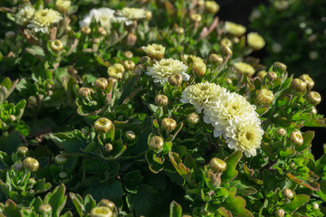 Colorful chrysanthemums growing in the garden