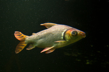 Flagtail Characin (Semaprochilodus taeniurus).