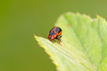 beetle in green grass