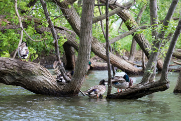 Ducks in tree branches