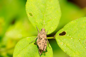 locust