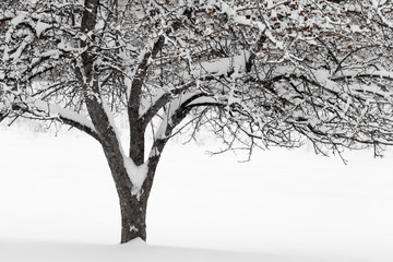 A snow covered tree in winter