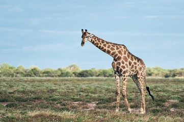 Geraffe (Giraffa camelopardalis)  in the african savannah.