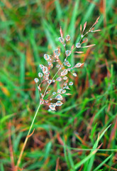 Dew on the grass in the morning sunshine, close up drops, water drops.