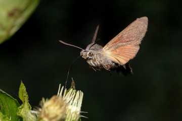 Hummingbird hawk-moth (Macroglossum stellatarum) hovering in front of blossom