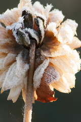 Backlit frozen dahlia flower