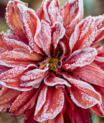 A red zinnia flower covered in frost crystals