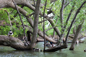 Ducks in tree branches.  Male ducks resting in tree branches. Mallards resting. 