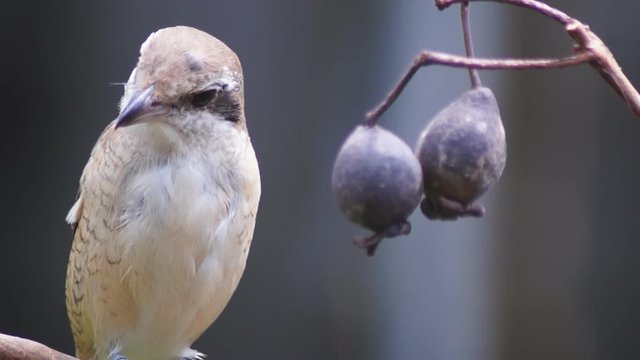 Pirok Pirok bird perch on Twig. close up