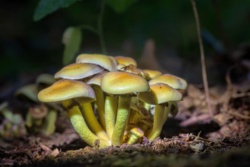 Highlighted mushrooms growing on old tree stump in the woods