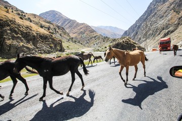 Chevaux Kirghizistan