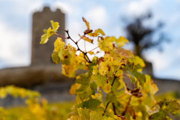 Autumn vine leaves with blurry castle in the background