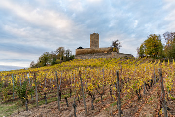 Fototapeta na wymiar Autumn vineyard at castle Steinsberg
