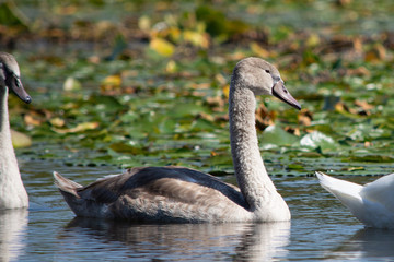 Juvenile Swan