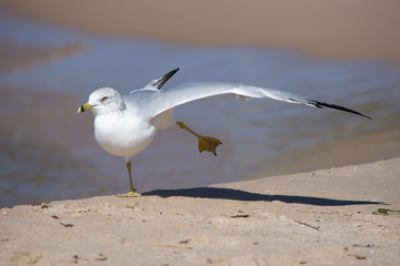 Seagull flexing