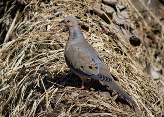 Mourning Dove