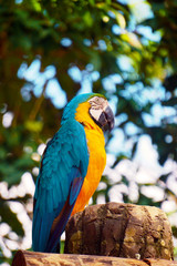 blue and gold macaw