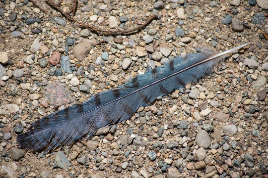 13 551 Best Blue Jay Feather Images Stock Photos Vectors Adobe Stock