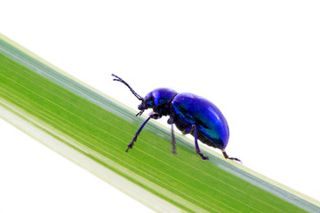 beetle on green leaf