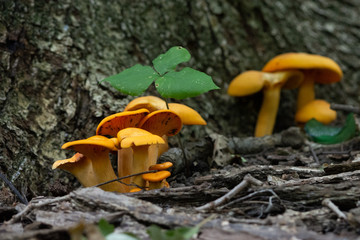 Orange Mushroom