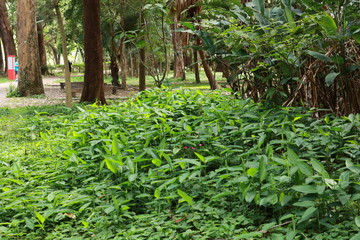 trees in the garden