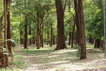 path in the park