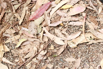 dried leaves