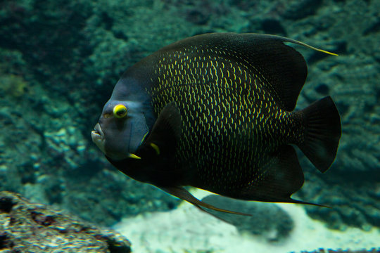 French angelfish (Pomacanthus paru).