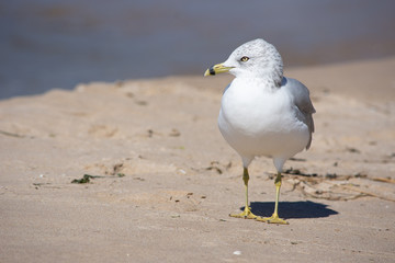 Seagull