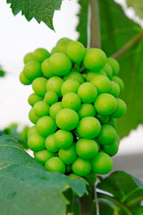 acerb grapes in a farm
