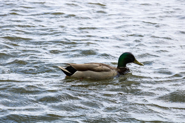 Fototapeta premium A male duck in water. A Mallard swimming in a river. 